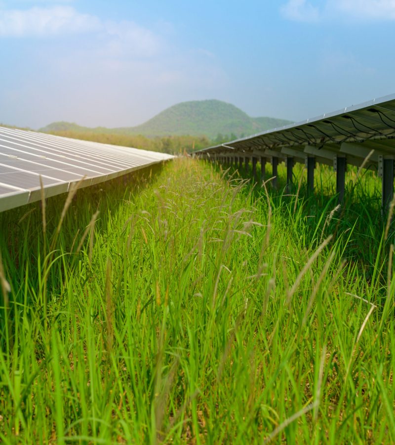 Background of Photovoltaic Cell Farm or Solar Panels Field, eco friendly and clean energy.